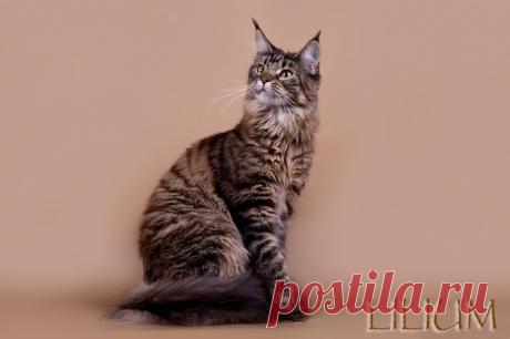 Сколько стоит Мейн кун?