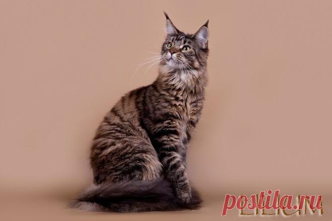 Сколько стоит Мейн кун?