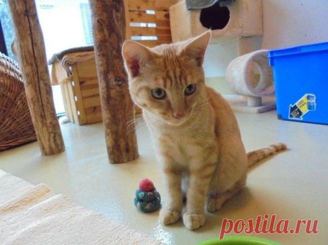 Факты, после прочтения которых на душе становится теплее