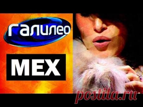 Галилео. Мех ✂ Fur