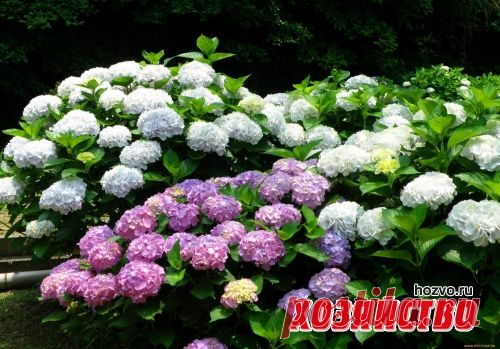 Гортензии: посадка и выращивание