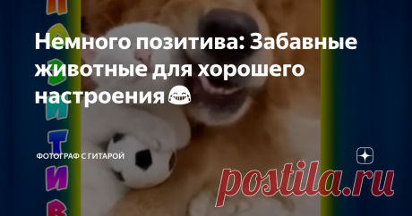 Немного позитива: Забавные животные для хорошего настроения😂