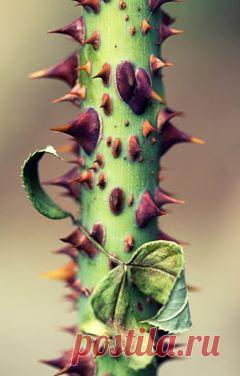 Jehovah's Witnesses. ( Свидетели Иеговы.) /JW.ORG./