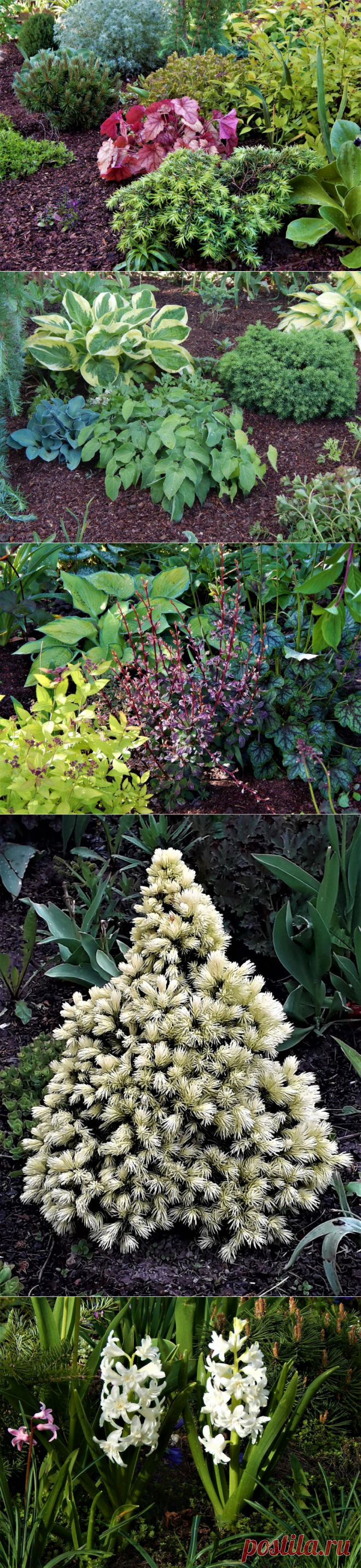 Хвойные в моём саду. | Цветочная душа | Яндекс Дзен