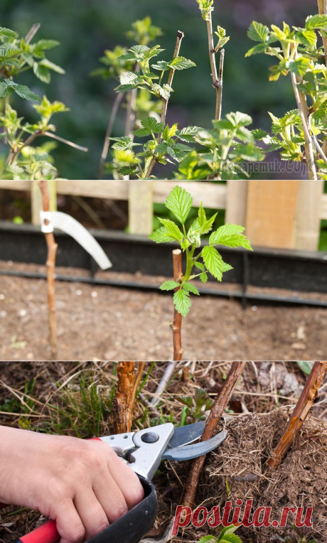 Уход за малиной весной