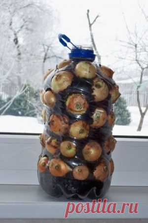 Луковая грядка на окне
