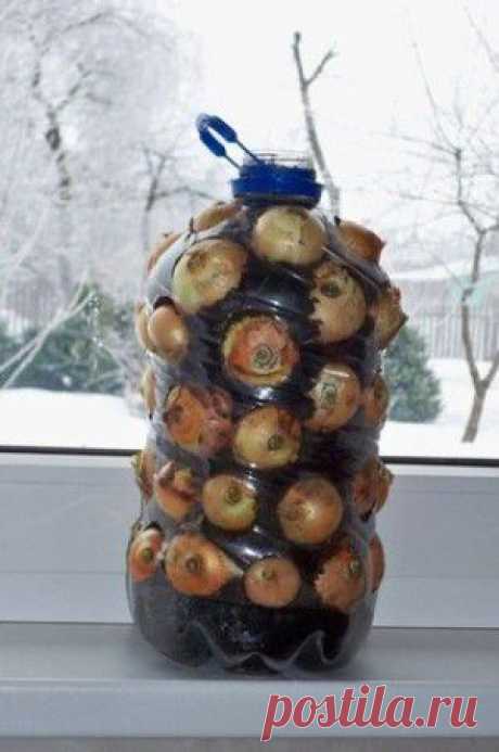 Луковая грядка на окне