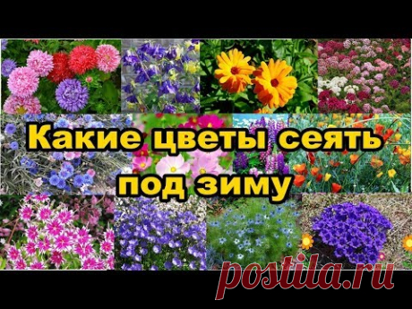 Какие цветы сеять под зиму?