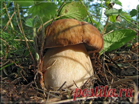 Лечебная настойка из боровиков и маслят - Лечение грибами