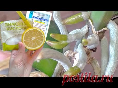 КАЖДЫЙ РАЗ орхидеи ОЖИВАЮТ ОТ ЭТОГО полива! корни УЖЕ! листья ТОЖЕ! орхидеи ДАЖЕ ЗАЦВЕТУТ!