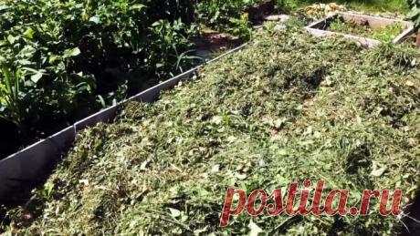 Как вырастить чеснок с кулак Чеснок, как и любая огородная культура, будет крупным и ароматным только при комфортных для него условиях выращивания. Если сажать даже очень хороший сорт в плохую землю, то богатого урожая не...