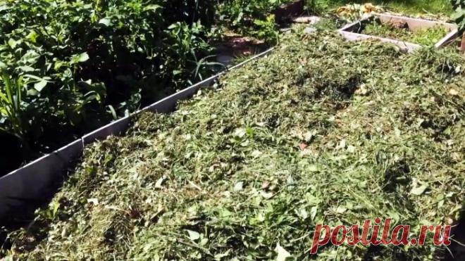 Как вырастить чеснок с кулак Чеснок, как и любая огородная культура, будет крупным и ароматным только при комфортных для него условиях выращивания. Если сажать даже очень хороший сорт в плохую землю, то богатого урожая не...