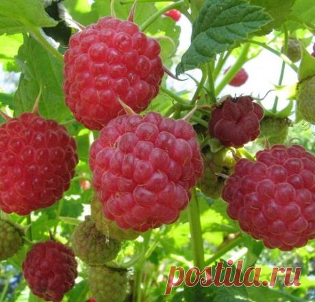 Уход за малиной в жару