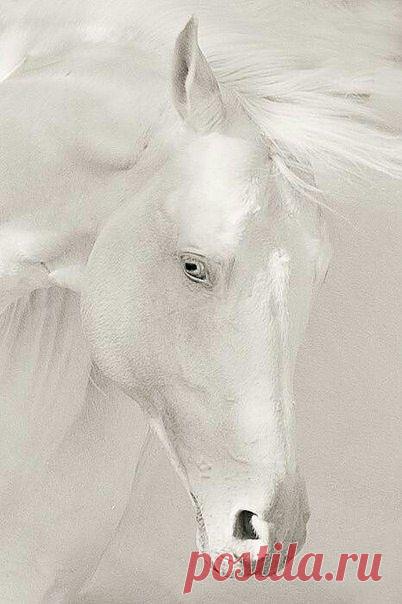 белая лошадь