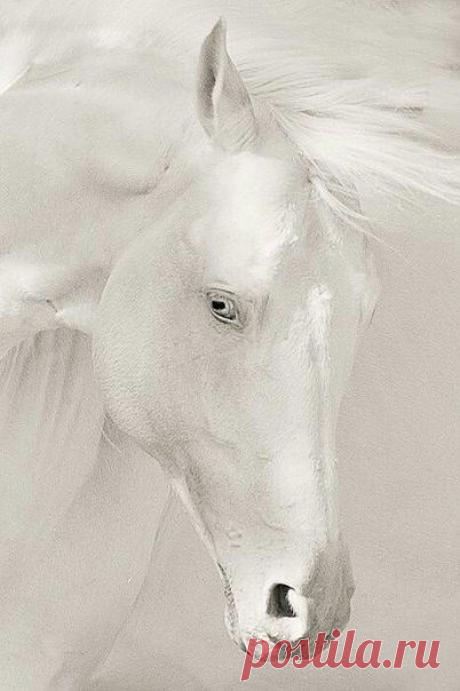 белая лошадь