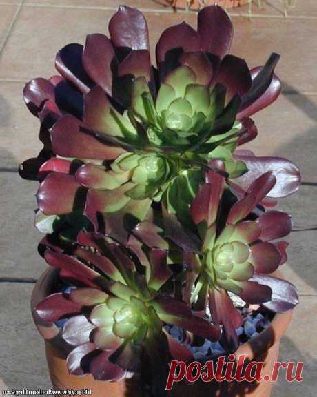 Комнатное растение Эониум (Aeonium). Название рода, включающего около 40 видов, намекает на длинный срок жизни растений этой группы (греч. aionois - &quot;продолжительный&quot;). Эониум канарский (Ae.canariense) - небольшое розеточное дерево. Его толстые листья снизу постепенно отмирают, и в результате под розеткой образуется стебелек. Из других видов в культуре выращивают эониум древовидный (Ae.arboreum), эониум ярусный (Ae.tabuliforme) с совершенно плоской розеткой листьев.