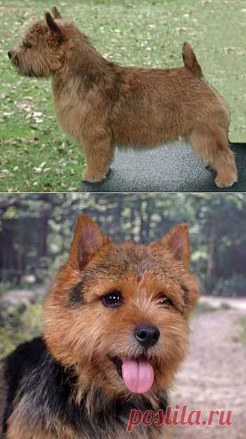 Норидж-терьер | Породы собак | Животные и породы | Animal.ru