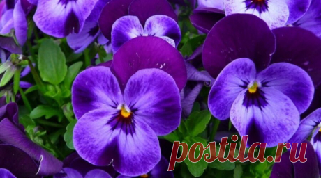 Красивые фото фиалок | Комнатные цветы и растения