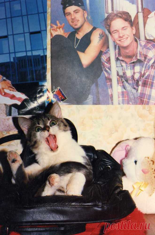 Подкидыш Нюська (нянька. потому что вынянчила всех котят Кисяни). Сейчас ей 17, 5 лет.