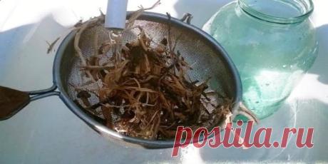 Накопала я корней и вывела камни из почек без боли и без операции! Советую всем болеющим, средство верное!