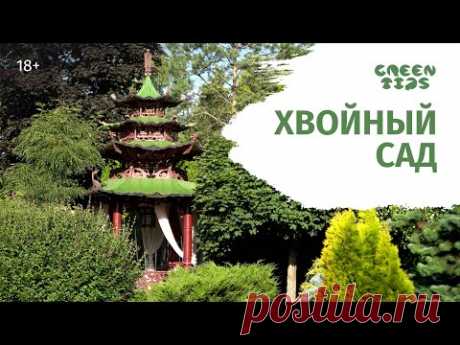 Сад из хвойных. Обзор сада 2021. Хвойные растения в саду и не только.