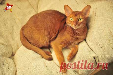 Когти прочь от мебели! 7 простых советов для владельцев кошек