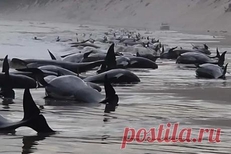 Более 30 черных дельфинов выбросились на берег в Австралии По меньшей мере 34 черных дельфина (гринды) выбросились на берег острова Тасмания в Австралии. Среди млекопитающих оказались как взрослые особи, так и детеныши.Выбросившихся на берег гринд обнаружил 34-летний туристический гид Крис Теобальд, когда совершал тренировочное плавание на лодке...