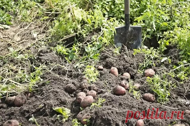 Как вырастить картофель по методу Квартальновой: получаем высокие урожаи клубнеплодов | Журнал 