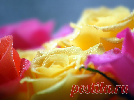 Roses