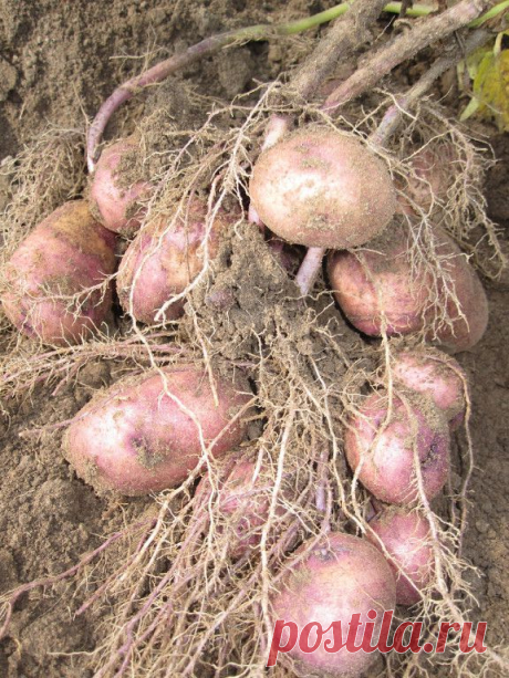 Галина Galina
Сорт Шаман