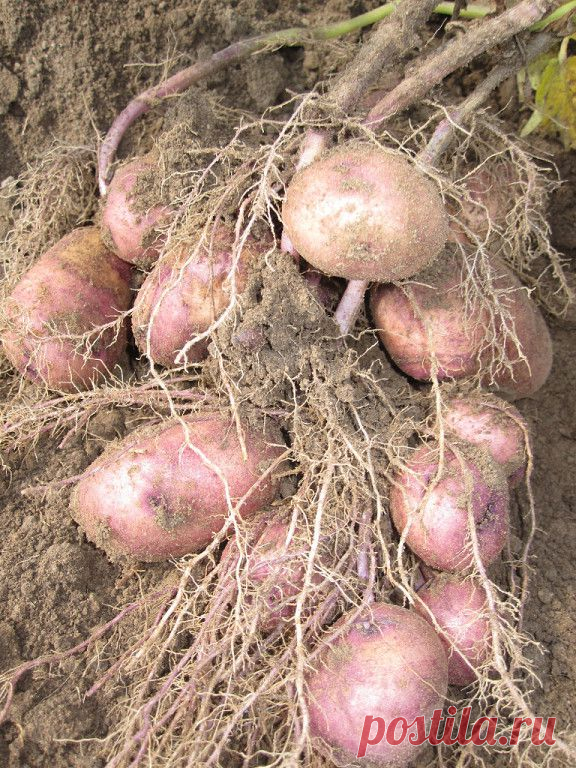 Галина Galina
Сорт Шаман