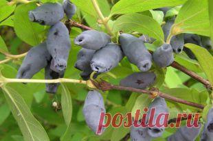 Чем хороша и как выращивать жимолость | Твой Ремонт и Твоя дача!