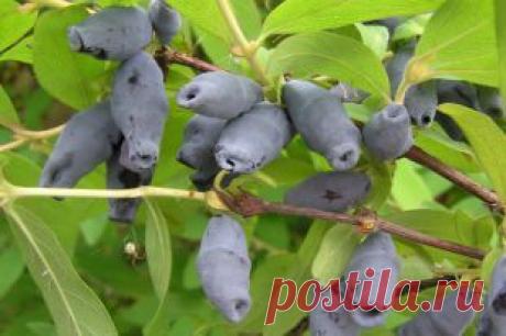 Чем хороша и как выращивать жимолость | Твой Ремонт и Твоя дача!