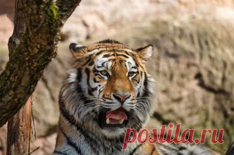 Siesta Tiger im Nürnberger Tierpark