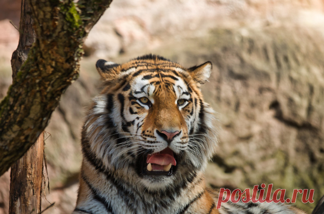 Siesta Tiger im Nürnberger Tierpark