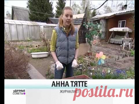 Посадка уличных бегоний - уДачные советы