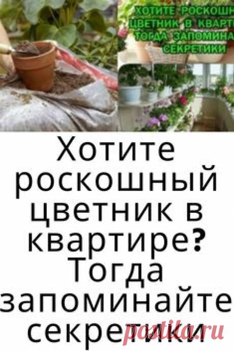 Хотите роскошный цветник в квартире? Тогда запоминайте секретики