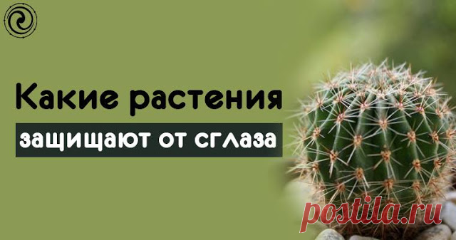 Какие растения защищают от сглаза