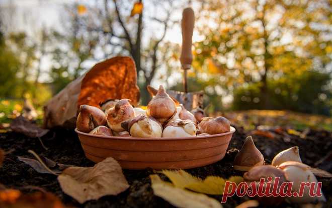 Когда сажать тюльпаны: сроки для разных регионов | undefined (undefined)