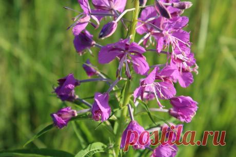 Вред Иван-чая | Ботан зануда | Яндекс Дзен