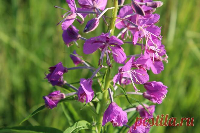 Вред Иван-чая | Ботан зануда | Яндекс Дзен