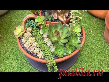 2 Year Old Succulent Arrangement