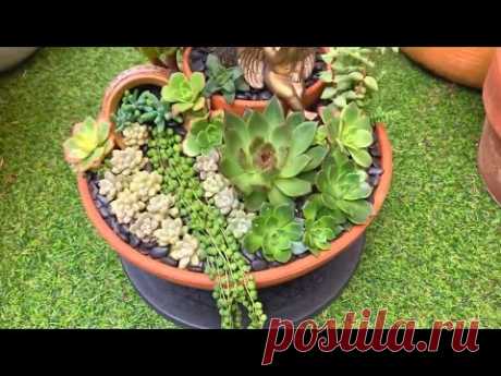 2 Year Old Succulent Arrangement