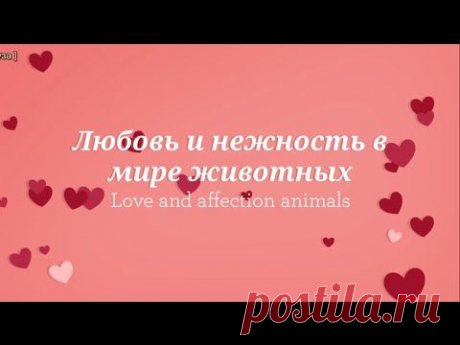 Любовь и нежность в мире животных/ Love and affection animals - YouTube
