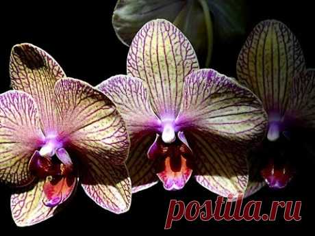 Изменения с орхидеями после полива чесноком 2