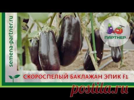 СКОРОСПЕЛЫЙ БАКЛАЖАН ЭПИК F1