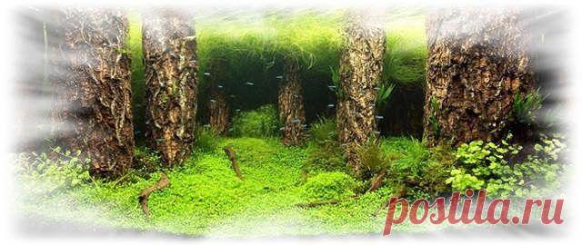 Мутный аквариум: от чего и почему мутнеет вода, что делать