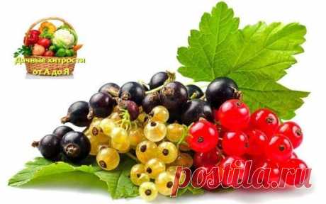 (99) Одноклассники
