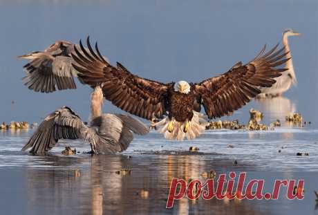 Потрясающие фотографии птиц с фотоконкурса «Audubon Photography Awards 2016″ — Фотоискусство