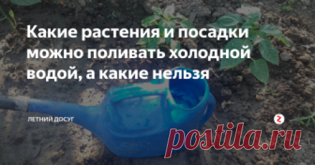 Какие растения и посадки можно поливать холодной водой, а какие нельзя Каждый дачник наверняка не раз слышал, что поливать растения холодной водой нельзя. В разных умных источниках часто можно прочитать, что воду перед поливом непременно нужно отстаивать, а лучше вообще поливать дождевой водой.
Но в этих же источниках не пишут, где взять столько отстоянной воды? Или где, например, взять дождевую воду, если дождей нет уже около месяца? А ведь поливать растения в жару